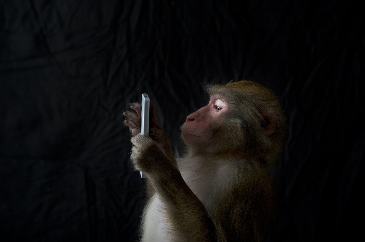 Our primate predecessors may have enjoyed masturbation for millions of years before we ever entered the picture.