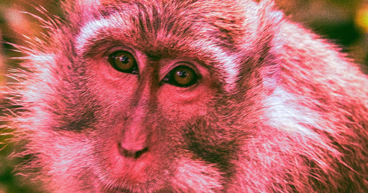 Klotho, a naturally-occurring protein that declines in mammals with age, can improve the cognitive function of aging rhesus monkeys.