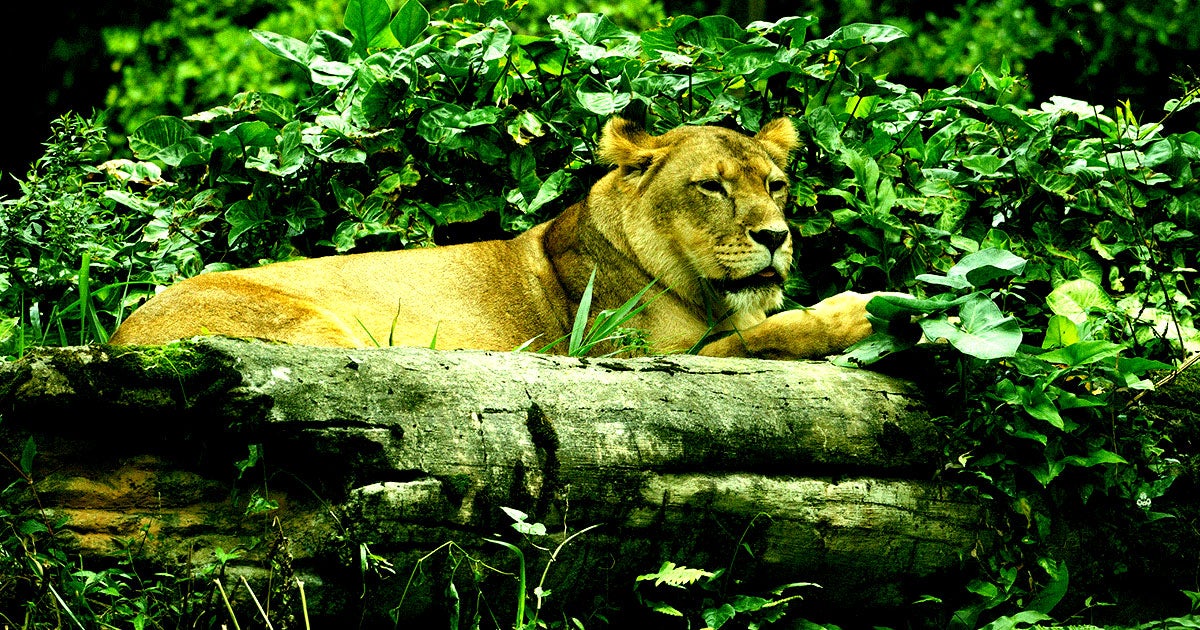 Residents of a Berlin suburb are being told to stay indoors over reports of a "loose, dangerous animal" — possibly an escaped lioness.