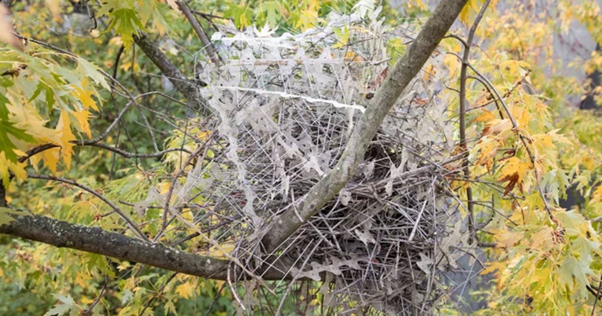 A crafty Eurasian magpie stuck together some 1,500 anti-bird spikes to build a fortified, two-foot-wide nest.