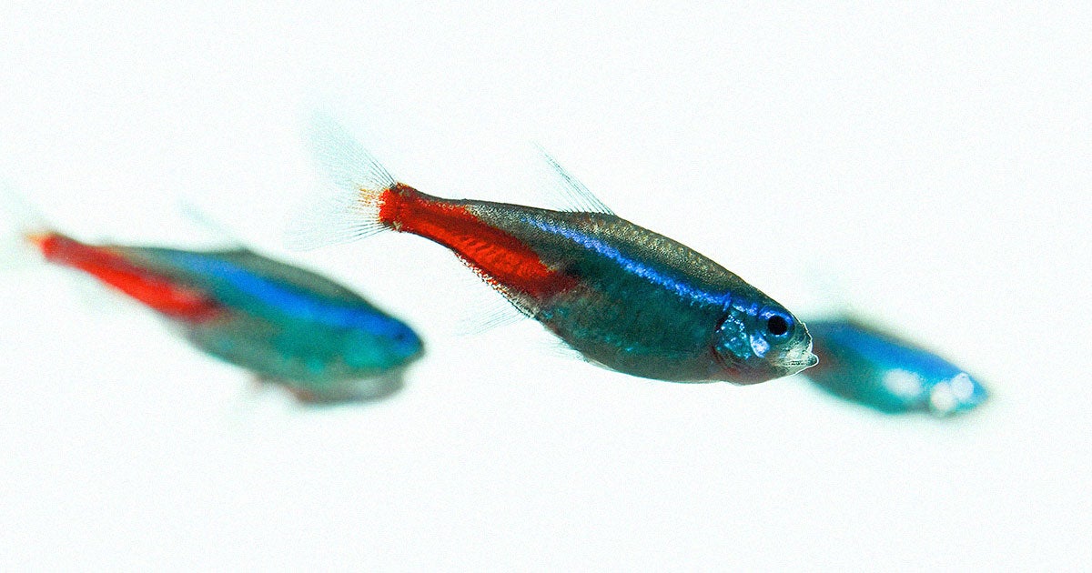 China is preparing to deliver zebrafish to its Tiangong space station to study how they interact with other microorganisms and bone loss.