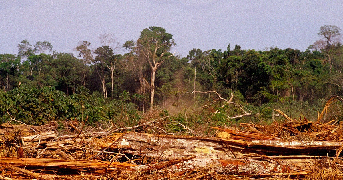 During the first six months of President Lula's time in office, the area of deforested land in the Amazon has dropped by 33 percent.