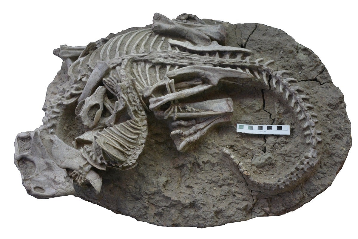 An incredible fossil depicts a mammal locked in battle with a dinosaur — a scene so unique, they did extra legwork to make sure it was real.