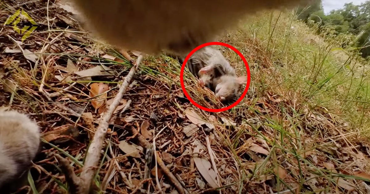 Jake Watson, producer at the popular YouTube channel Corridor Crew, strapped a tiny action camera to his cat, which spotted a rat right away.