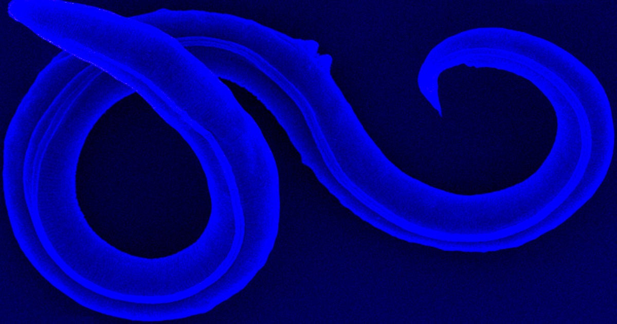 Researchers have successfully reanimated the bodies of 46,000-year-old microscopic roundworms they found frozen in the Siberian permafrost.