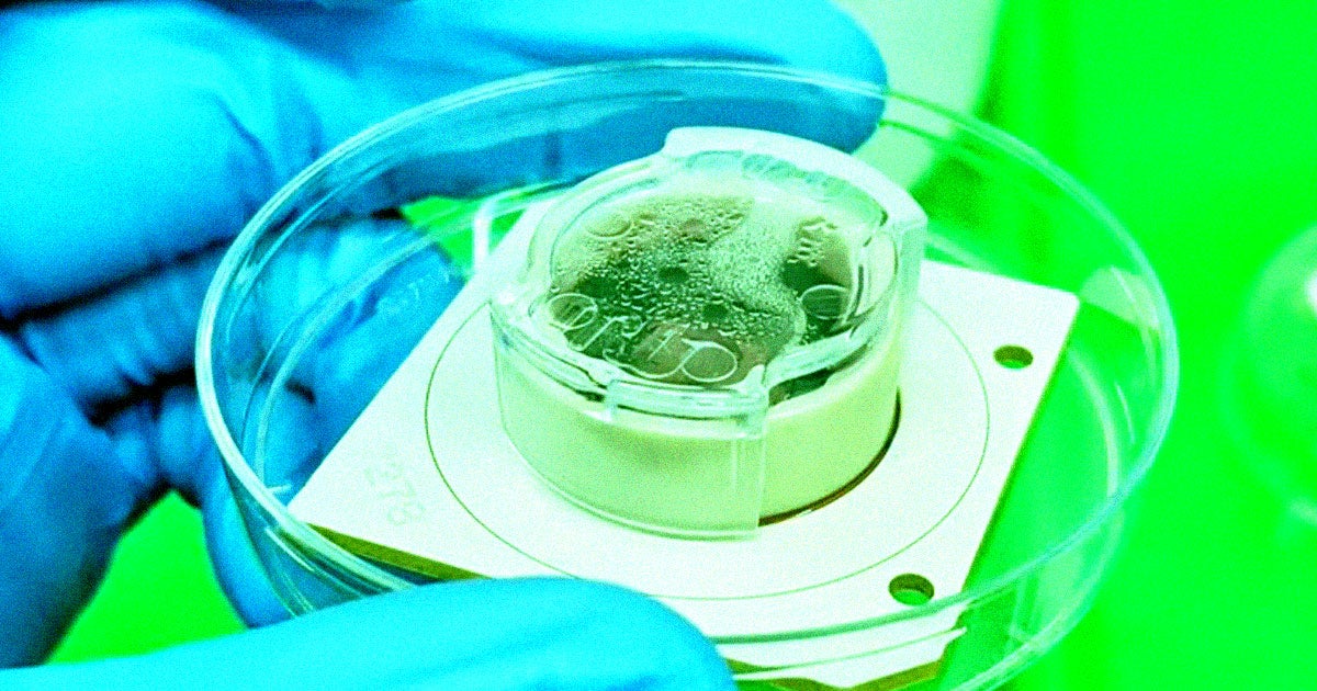 Researchers just got a $600,000 grant from the Australian government to study ways of merging human brain cells with artificial intelligence.