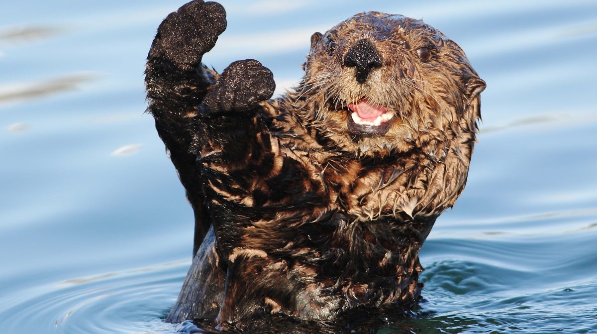 The sea otter known as "841," wanted for harassing many a surfer, has still avoided capture by wildlife authorities.