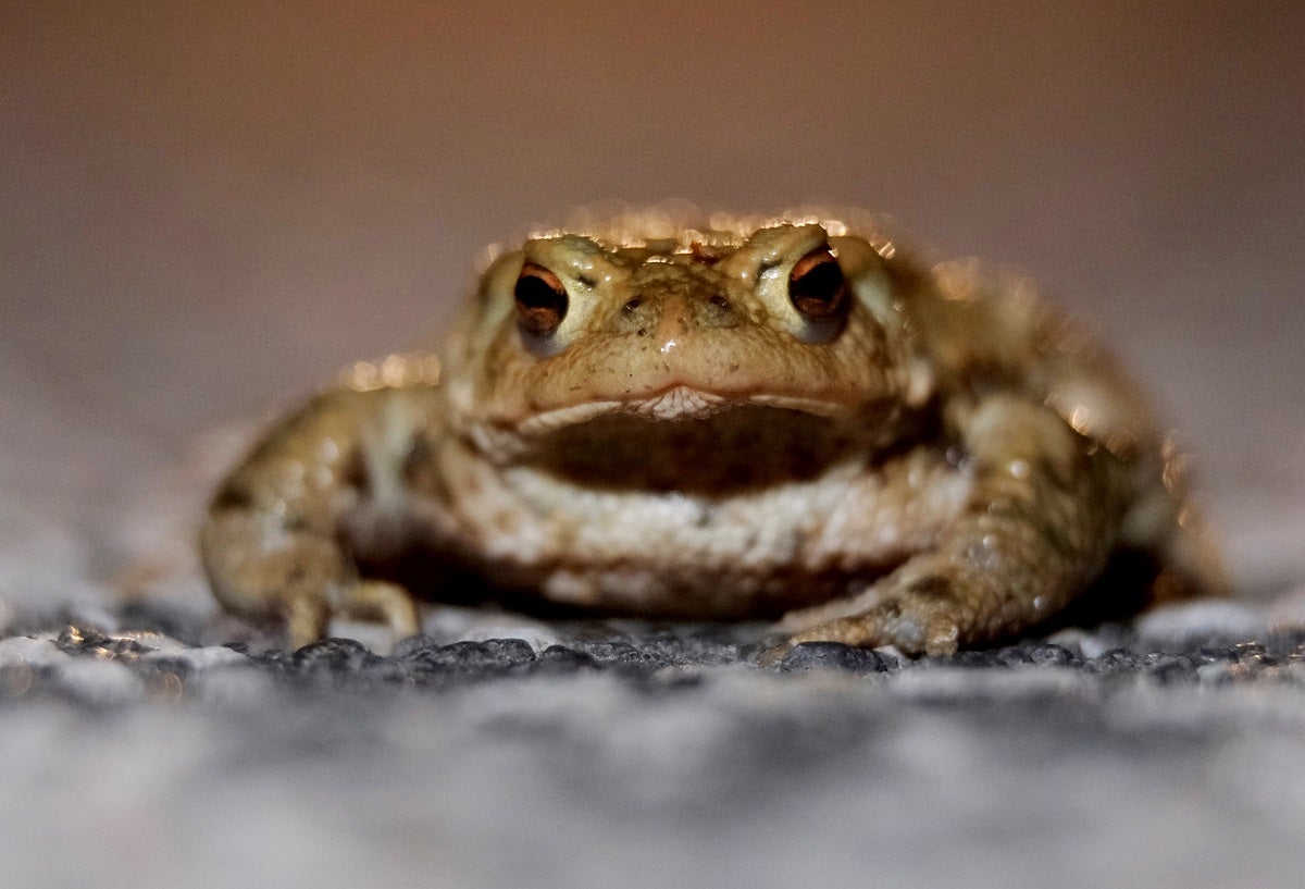 A mile-and-a-half wide swarm of hundreds of thousands of tiny toads reportedly overtook a stretch of road in Utah last week.