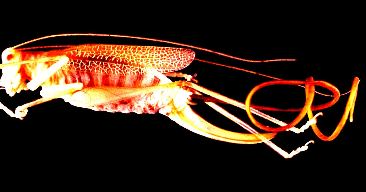 We know that parasitic worms called hairworms can "mind control" their host. But as it turns out, they're also missing huge amounts of genes.