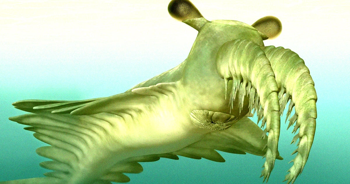 A new study offers new evidence that Anomalocaris canadensis, an ancient ocean predator, was too weak to hunt and crush trilobites.