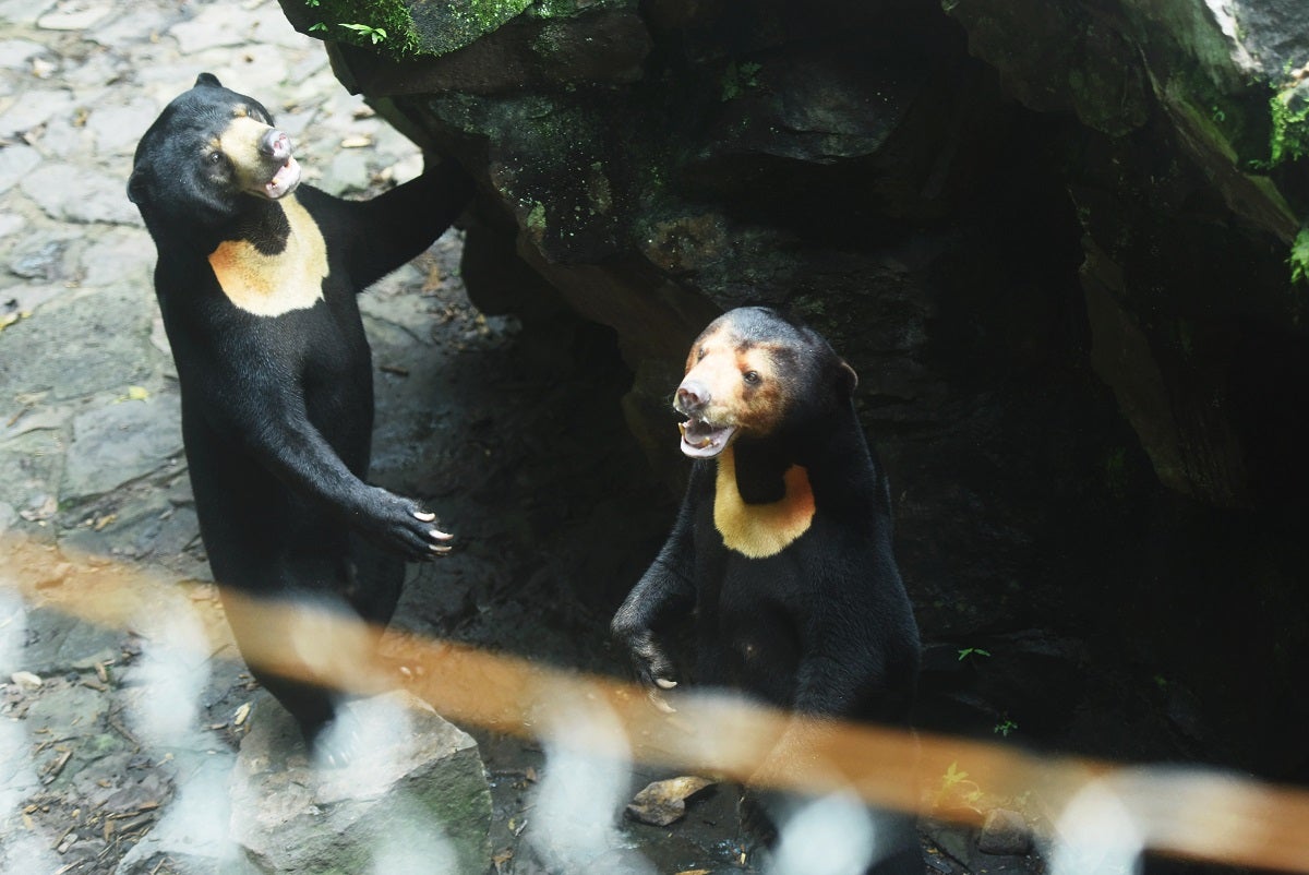 Officials at China's Hangzhou zoo want you to know that their Malayan sun bear is not, in fact, a human in a costume, thanks!