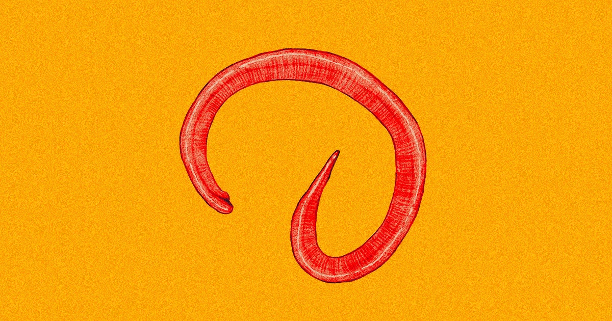 A group of Aussie neurosurgeons got the surprise of their lives when they discovered a live worm inside their patient's cranium. 