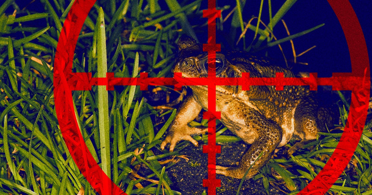 A Florida man named Joshua Hughes has taken Florida's worsening problem with invasive cane toads into his own hands.