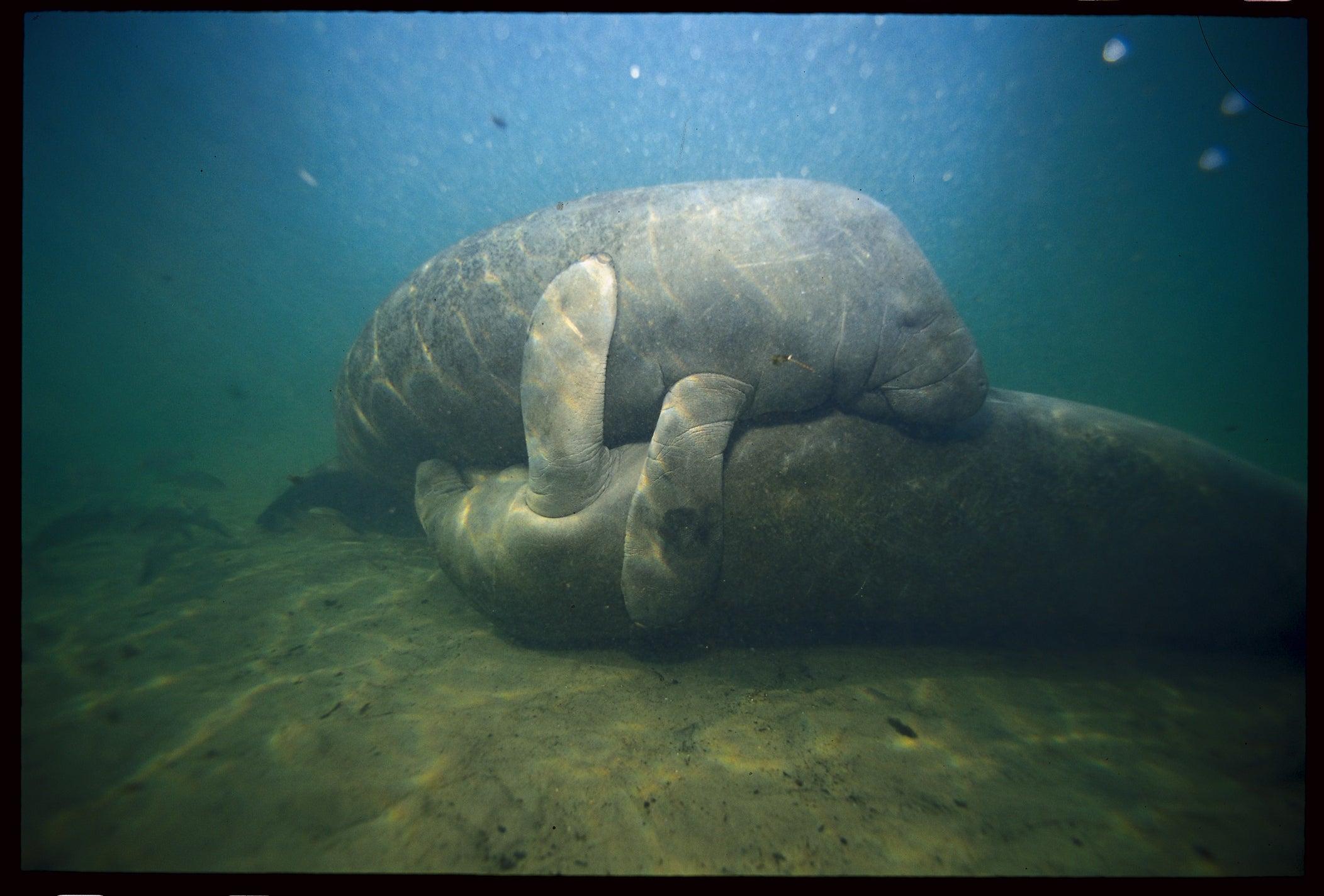 A Florida sheriff's office is apparently fed up with folks calling them about groups of manatees having group sex in public.