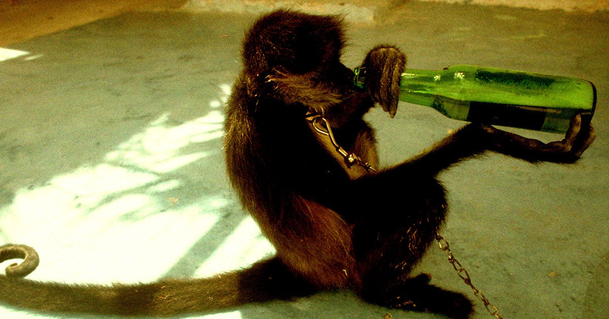 A team of scientists took a bunch of alcoholic macaque monkeys and then successfully weaned them off alcohol after a round of gene therapy.