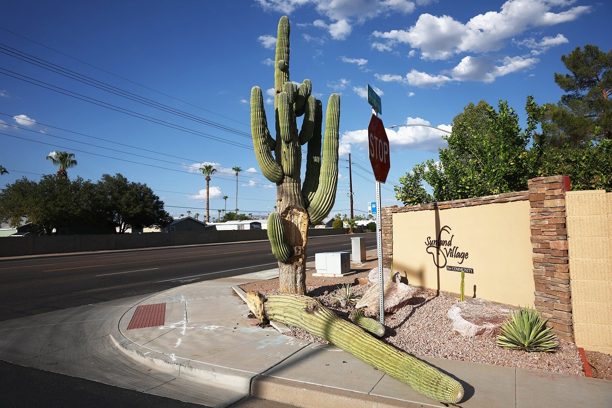The record shattering high temperatures has proven to be too much for even seasoned desert-dwelling saguaro cactuses.