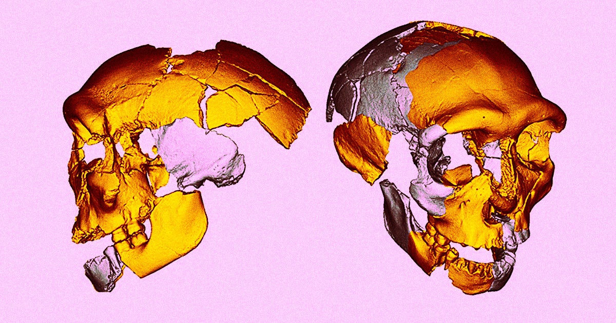 Scientists have found and analyzed an ancient skull that, while human-like, does not appear to belong to our branch of Homo sapiens.