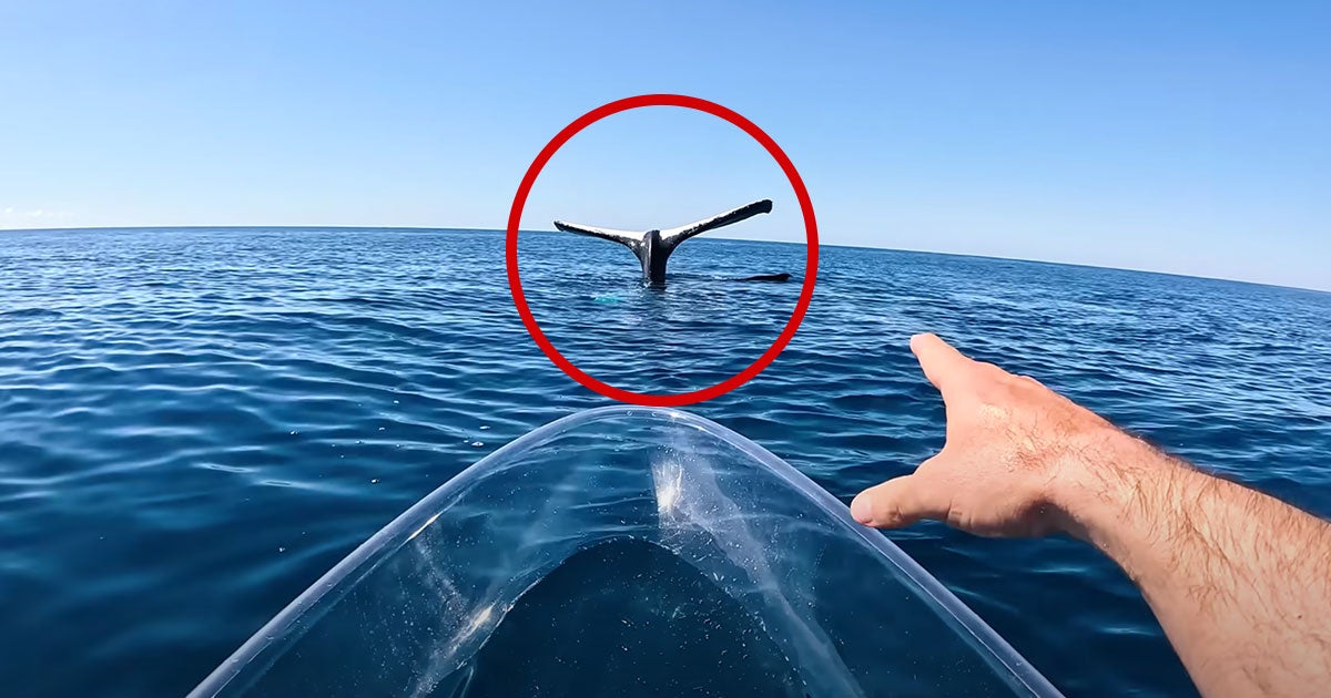 Australian nature enthusiast Brodie Moss was astonished to find the massive tail fin of a humpback whale sticking straight out of the ocean.