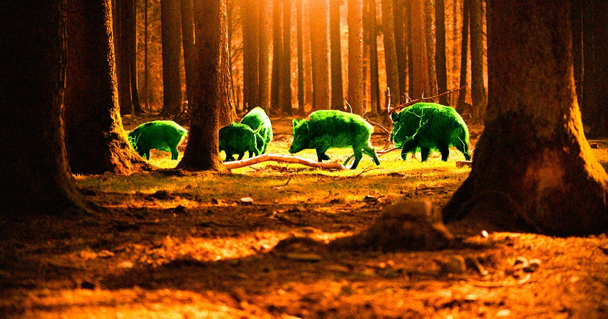 Research suggests wild boars in Germany have become contaminated with radioactive fallout that dates back to the Cold War.