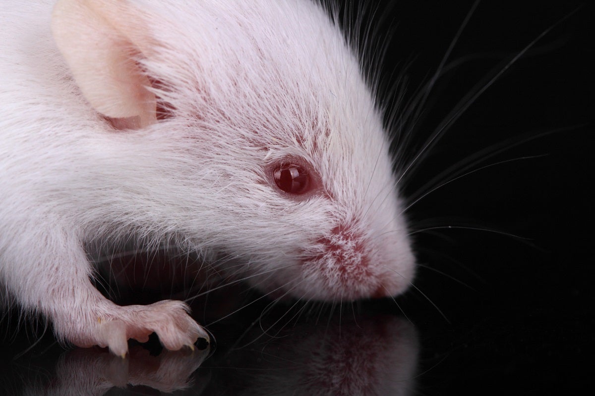A new study found that "acute exposure" to microplastics causes dementia-like symptoms in mice, in addition to other behavioral shifts.