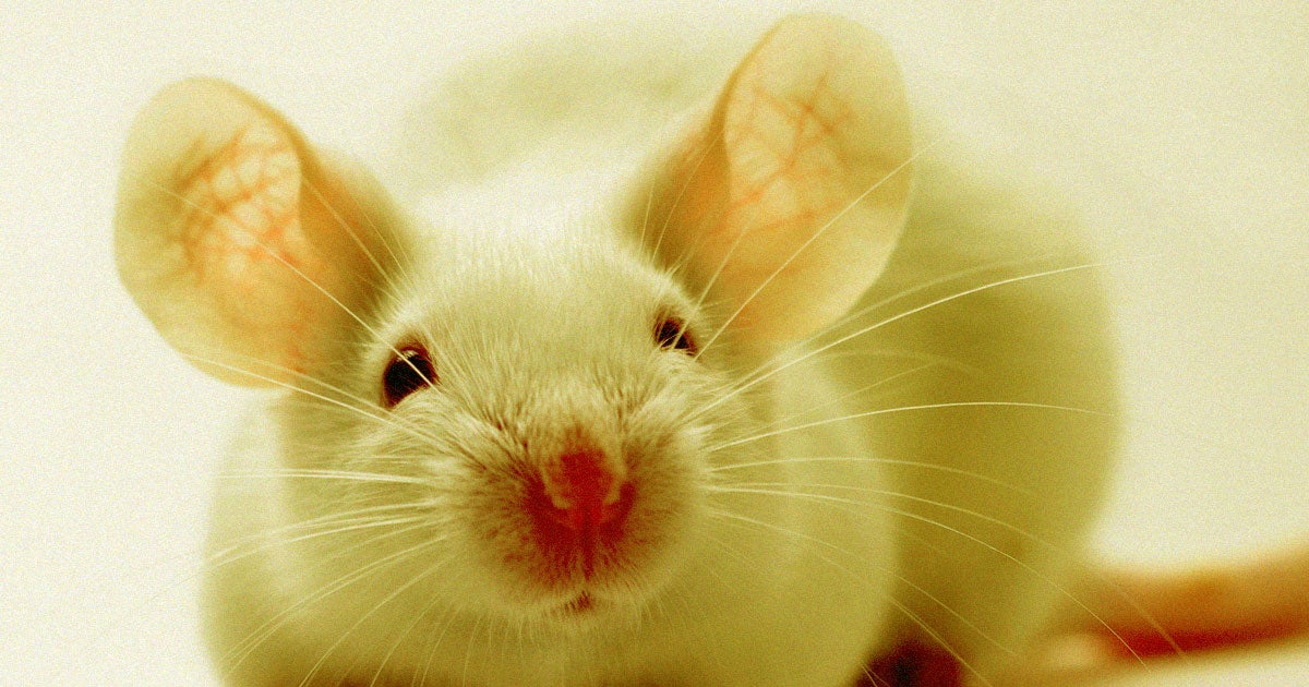 By activating a defective gene in mice, the researchers were able to restore their hearing to almost normal levels.