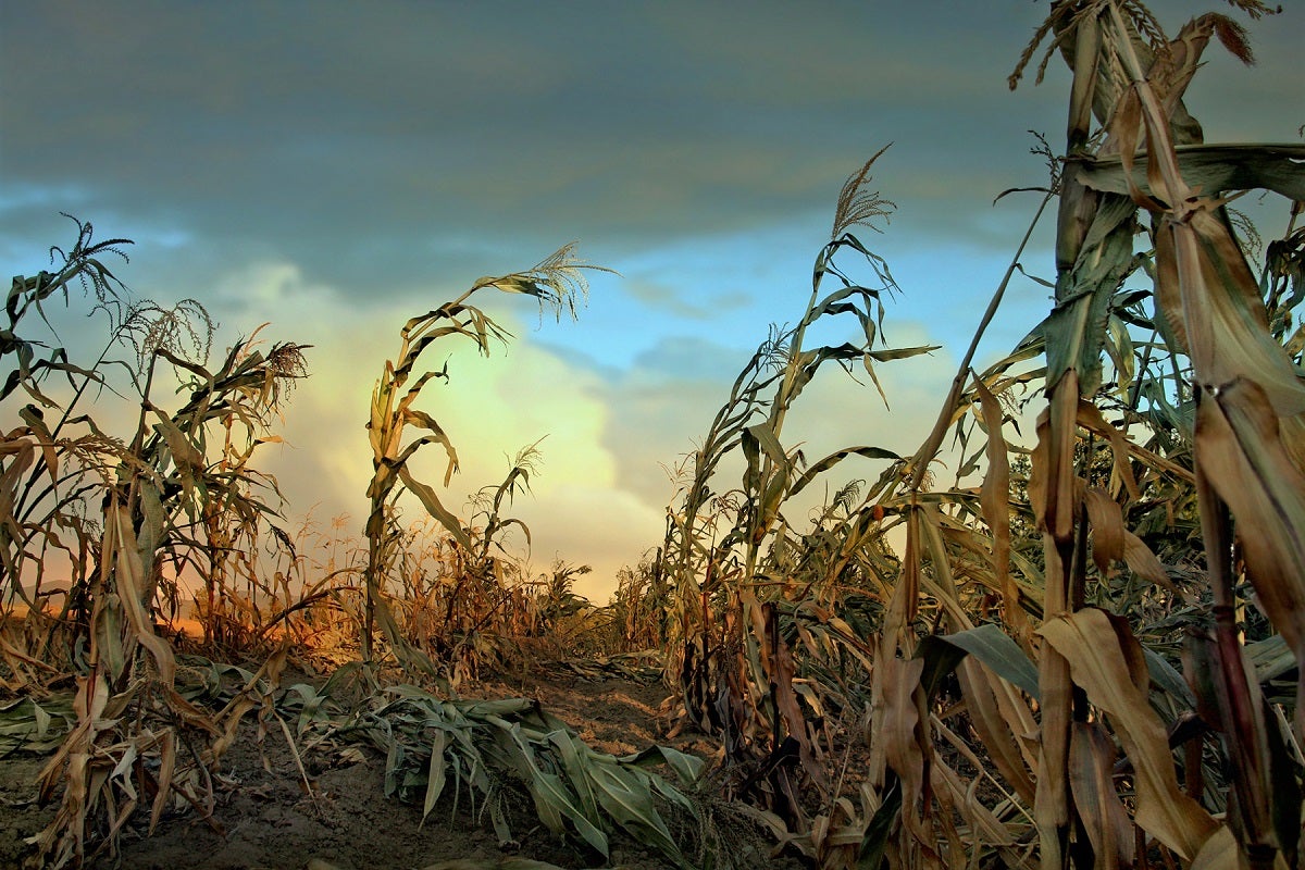 Some people in Iowa are mad that Microsoft used a ton of water to train AI while Iowa has been in a drought caused by climate change.
