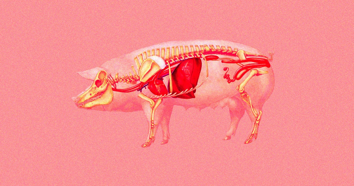 A pig kidney has continued to function inside of a human body for roughly two months, the longest documented instance of such a procedure.