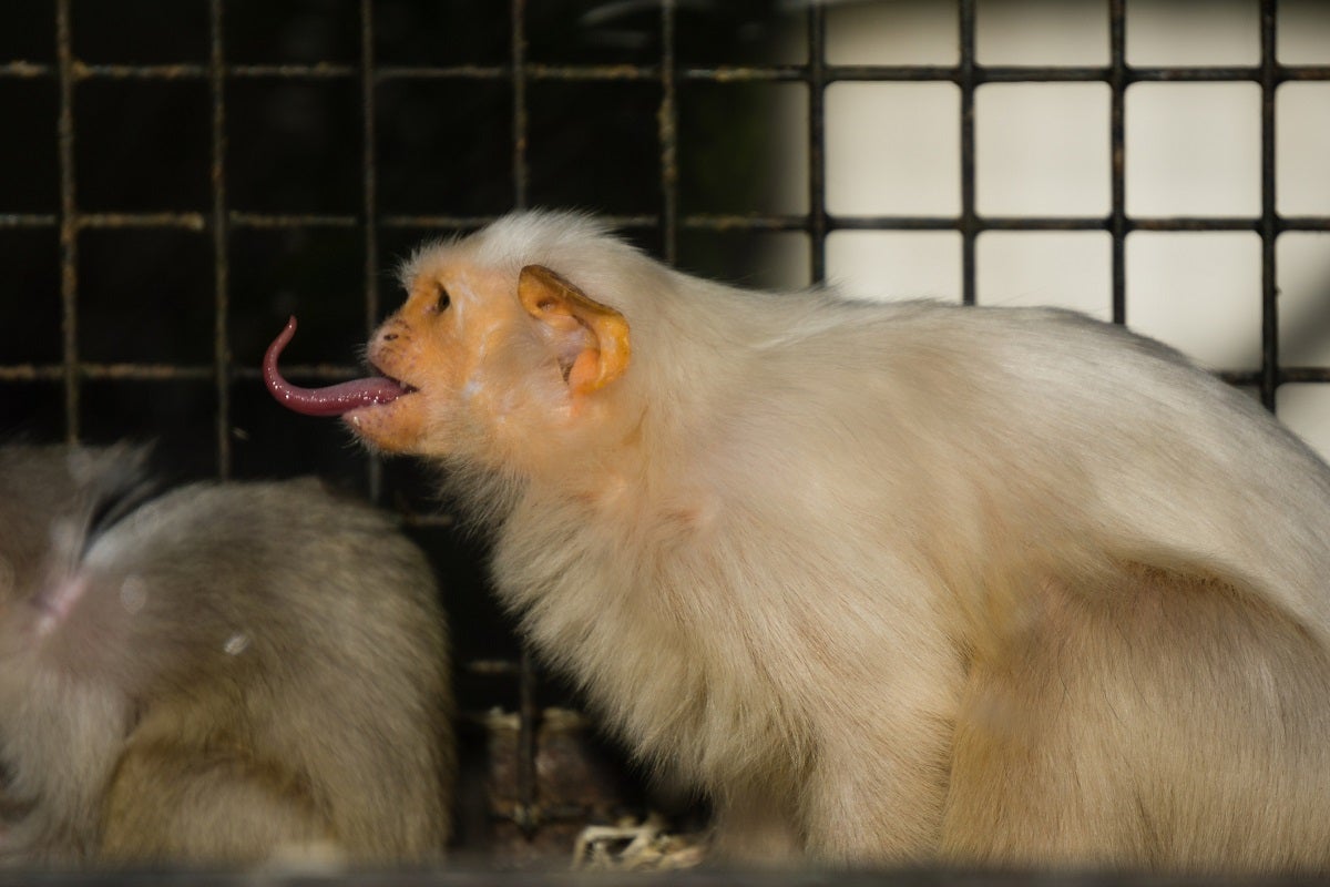 Elon Musk says that no monkey "has died as a result of a Neuralink implant" and that Neuralink only tests on terminally ill animals.