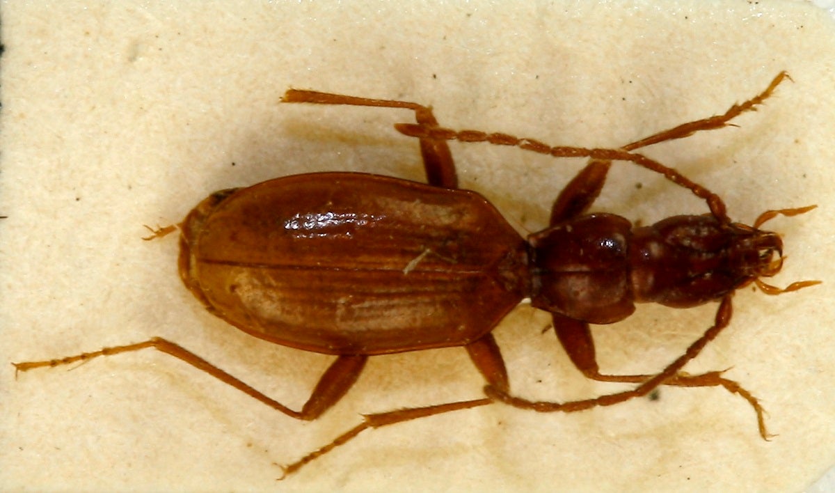 The "Hitler beetle," Anophthalmus hitleri, is close to extinction as neo-Nazis keep snatching specimens up as collectors' items.