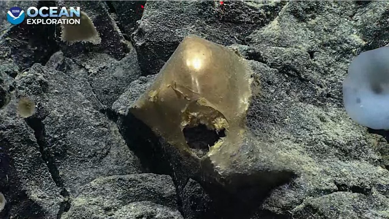If you had "scientists discover spooky golden orb at the site of an ancient underwater volcano" on your 2023 bingo card, boy, are you in luck.