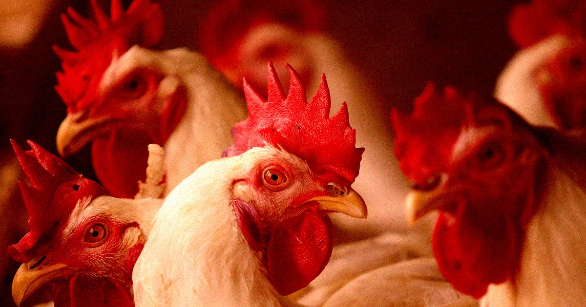 A team of researchers in Japan claims to have figured out a way to translate the clucking of chickens with the use of AI.