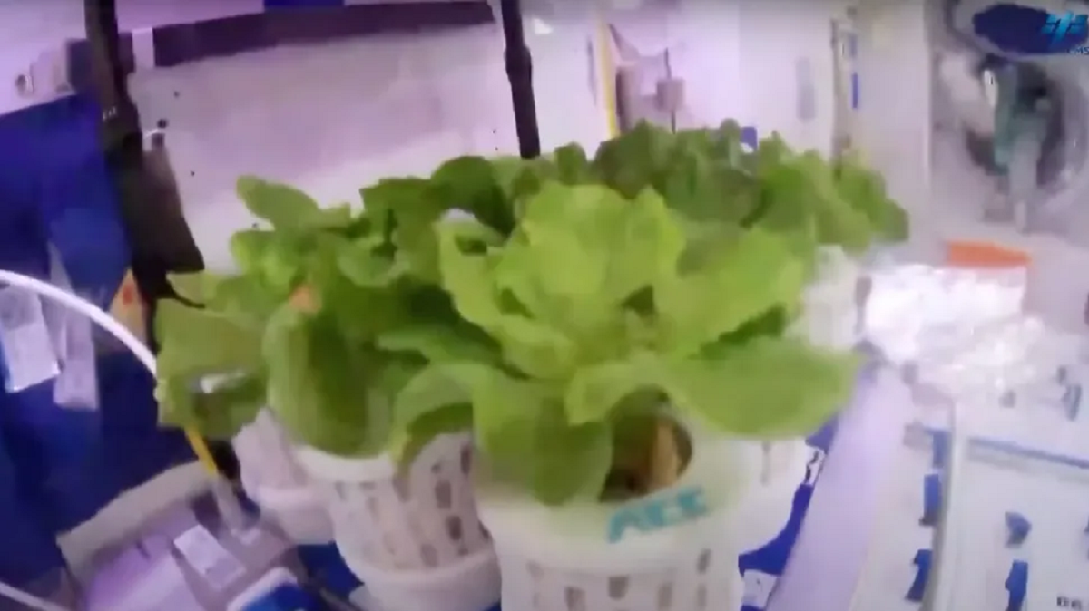 Bolstering future deep space ambitions, Chinese astronauts aboard the Tiangong space station showed off their space-cultivated veggies.