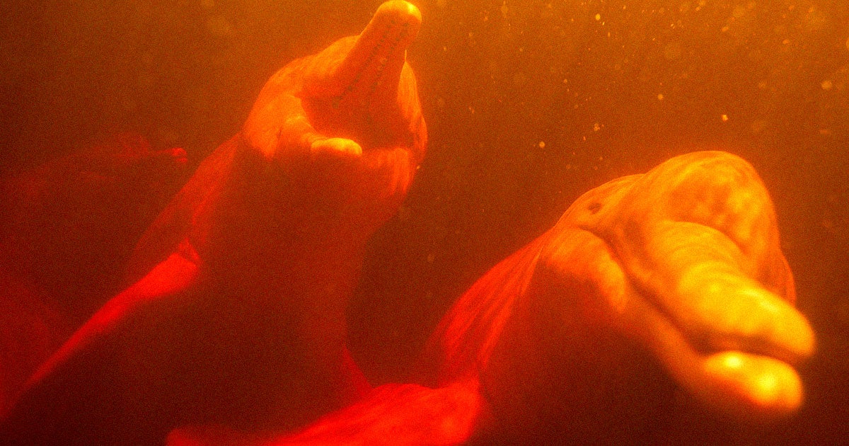 More than 150 pink river dolphins died in Lake Tefé in Brazil's Amazonas state, a "catastrophe" that is startling scientists.