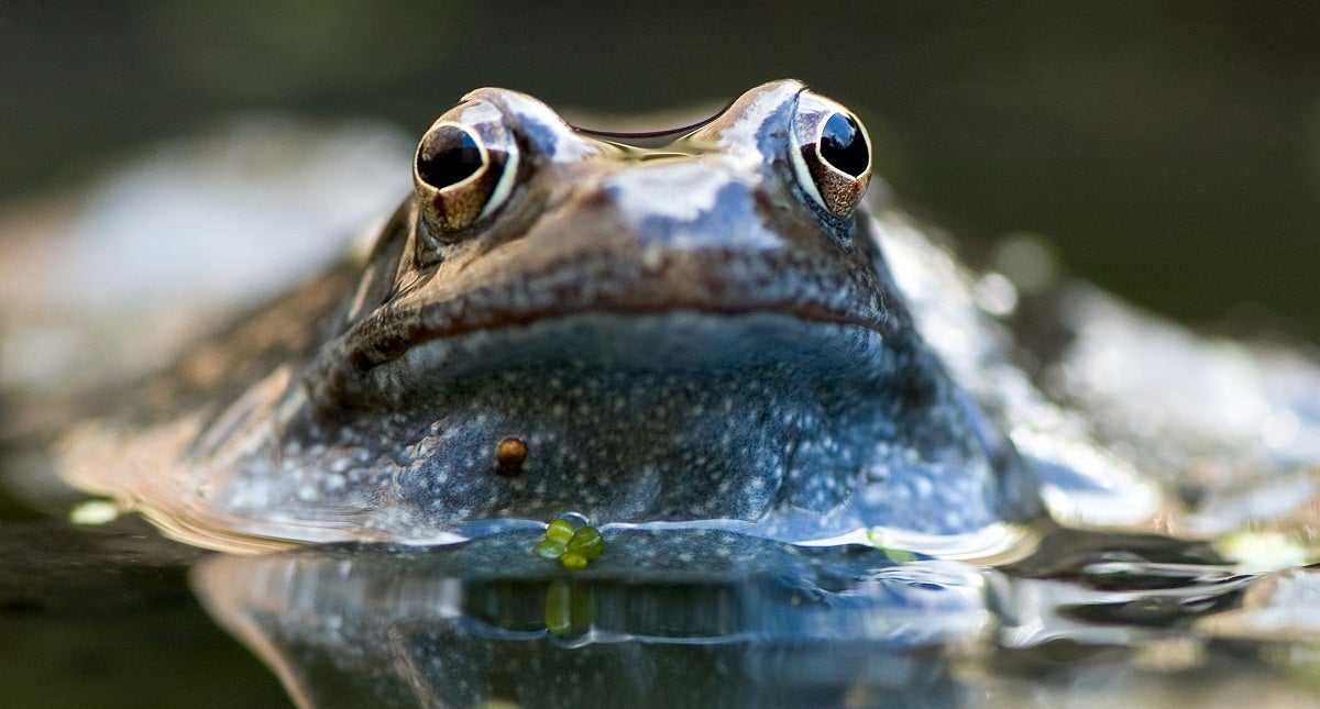 Female European common frogs are taking ghosting to a whole new level, playing dead to deter unwanted males from latching onto them.