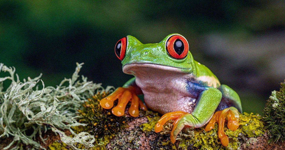 The results of a comprehensive survey of over 8,000 species of amphibians shows that 41 percent are globally threatened with extinction.
