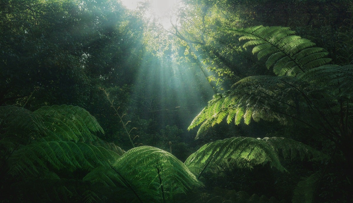 Genetically supercharged trees and other plants could be promising CO2 vacuums, but are yet to be proven outside the greenhouse.