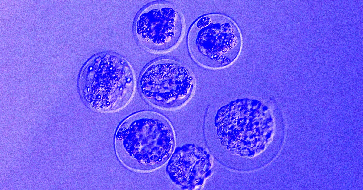 Astronauts thawed frozen mouse embryos abroad the International Space Station and were able to grow them normally.