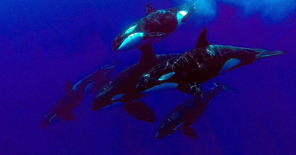 Big pods of orcas may be teaching each other how to tear unsuspecting blue whales into massive chunks.