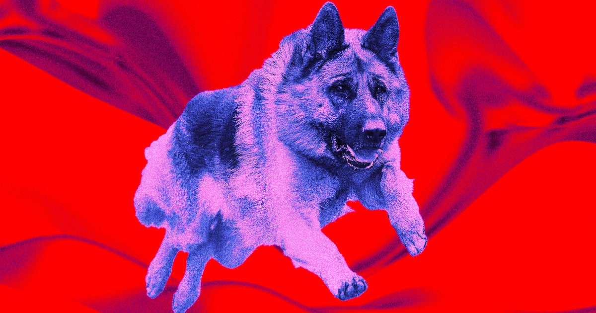A perfectly-timed SBF biography reveals strange stories about the disgraced crypto czar, including unknown details about his killer pup.