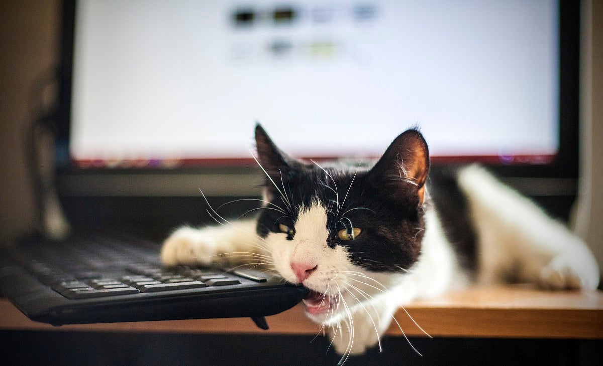 A cat is said to have jumped on a VA technician's keyboard, deleting a trove of US government-held medical data.