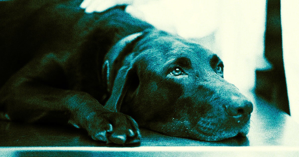 The yet unnamed disease has infected hundreds of dogs in at least five states and does not respond to antibiotics so far.