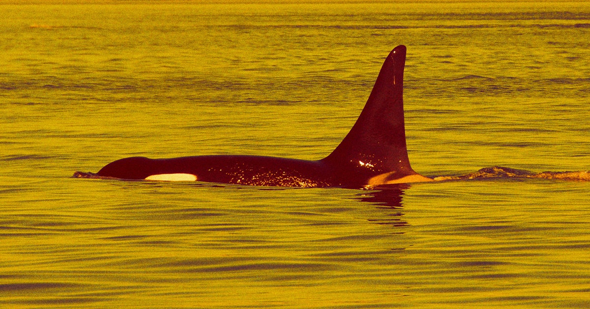 An orca pod has once again attacked and sank a boat off the Strait of Gibraltar, adding to the growing list of similar incidents.