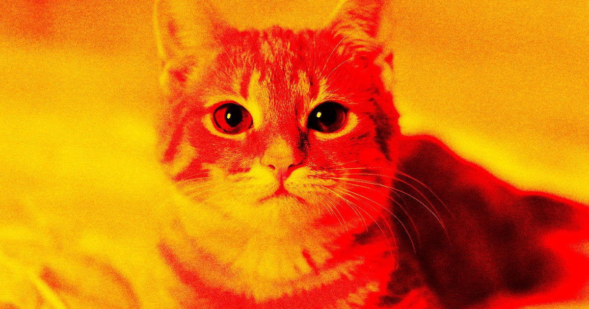 Living with cats as a child has once again been linked to mental health disorders, because our furry friends apparently can't catch a break.