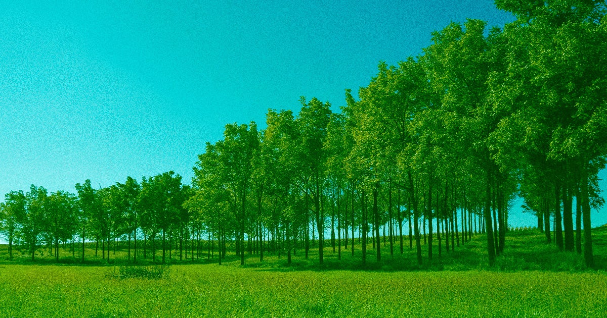 Thomas Crowther, whose work fueled the craze around planting trees, no longer thinks it's the best way to combat carbon emissions.