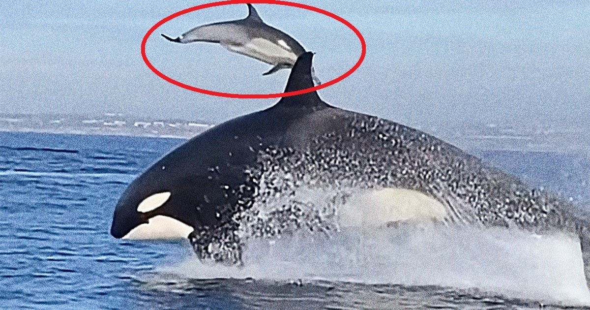 In dramatic footage posted on Instagram, a massive orca spikes a hapless dolphin like it's a volleyball into the sky during a group hunt.