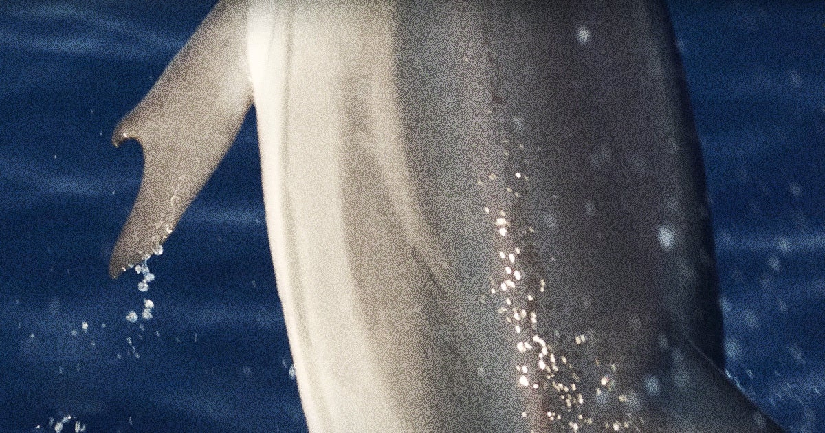 A dolphin has been spotted with thumb-like appendages on its flippers, because the world apparently isn't weird enough as is.