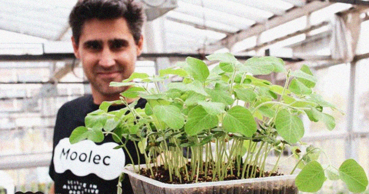 In an attempt to make soybeans taste more meaty, molecular protein startup Moolec Science is inserting actual pig genes into the plants.