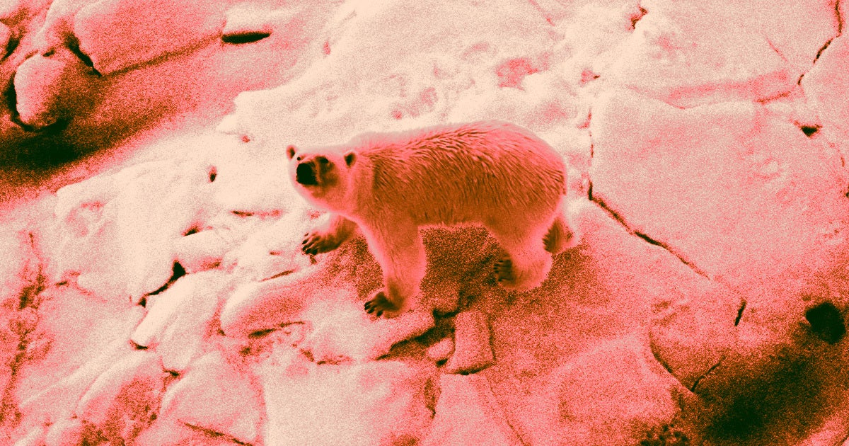 Alaska officials confirmed last month that a polar bear died from bird flu aka the Highly Pathogenic Avian Influenza.