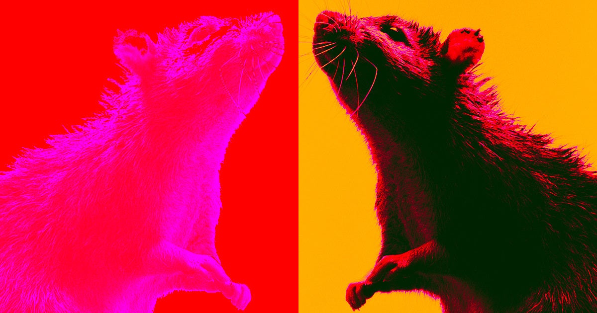 If you give a rat a camera, it will, apparently, take selfies — even if it doesn't get a treat as a reward.