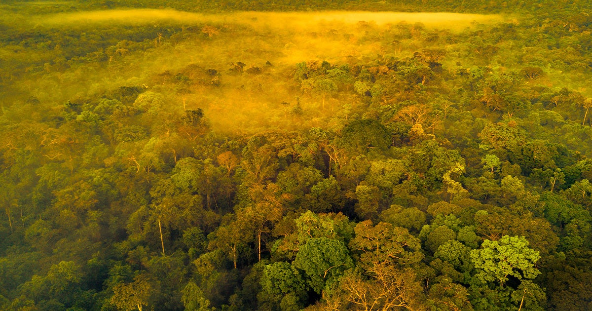 The vast network of ancient earthworks in the Amazon, including roads, canals, and cities, are believed to be over 2,000 years old.